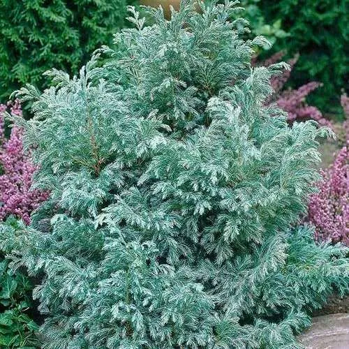 Кипарисовик БУЛЕВАРД горохоплодный  Кипарисовик БУЛЕВАРД горохоплодный в Калининграде