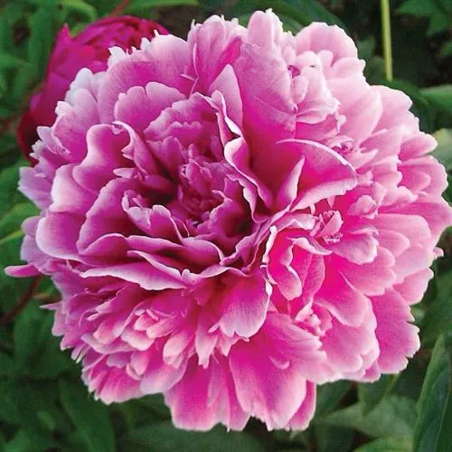 Пион ПУРПУРНАЯ ФЕЕРИЯ травянистый  Пион ПУРПУРНАЯ ФЕЕРИЯ травянистый в Калининграде