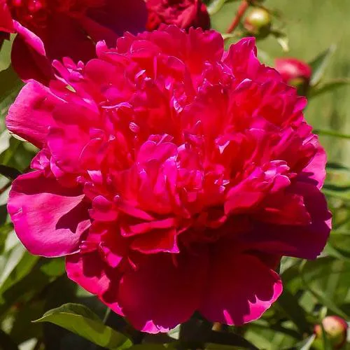 Пион БИГ БЕН травянистый  Пион БИГ БЕН травянистый в Калининграде