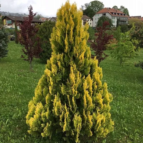 Туя ЕЛЛОУ РИББОН западная в Калининграде