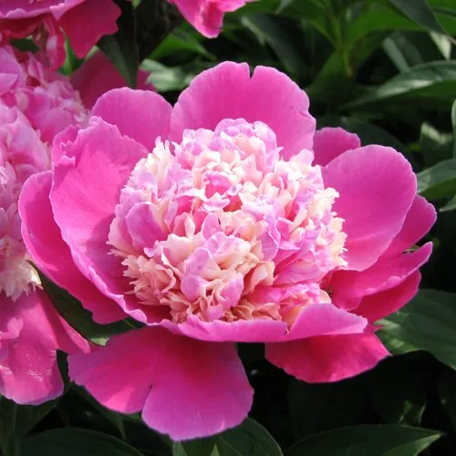 Пион КОРА СТАББС травянистый  Пион КОРА СТАББС травянистый в Калининграде