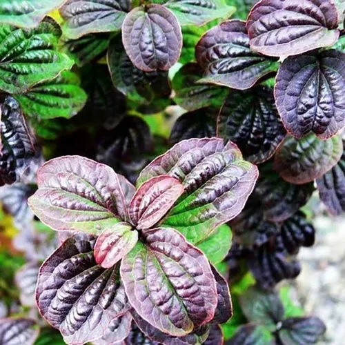 дерен КОМПРЕССА кроваво-красный  дерен КОМПРЕССА кроваво-красный в Калининграде