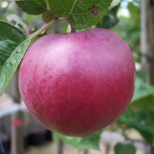 Яблоня НОРИС  Яблоня НОРИС в Калининграде