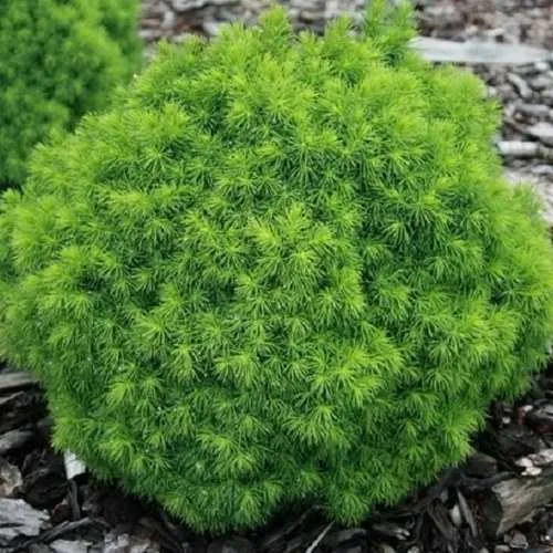 Ель АЛЬБЕРТА ГЛОБ сизая  Ель АЛЬБЕРТА ГЛОБ сизая в Калининграде