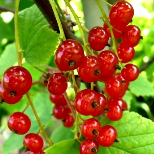 Смородина красная КОРАЛЛОВАЯ в Калининграде