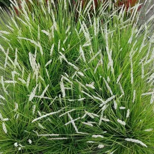 Сейслерия ОСЕННЯЯ  Сейслерия ОСЕННЯЯ в Калининграде