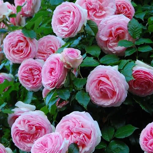 Саженцы роз ПЬЕР ДЕ РОНСАР плетистая в Калининграде