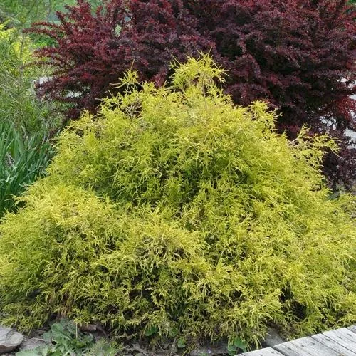 Кипарисовик ГОЛДЕН МОП горохоплодный  Кипарисовик ГОЛДЕН МОП горохоплодный в Калининграде