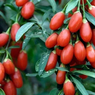 Годжи NEW BIG  Годжи NEW BIG в Калининграде