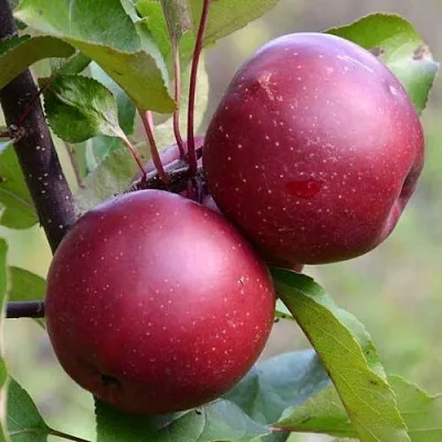 Красномясая Красномясая в Калининграде