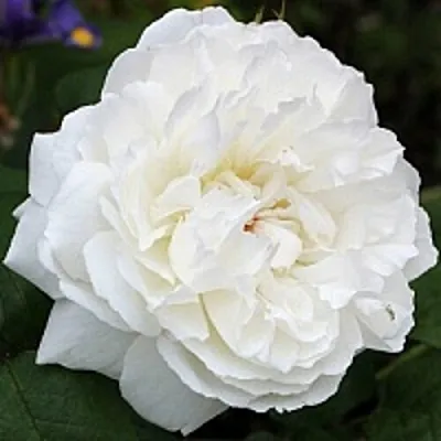 Саженцы роз ВИНЧЕСТЕР КАФЕДРАЛ английская  Саженцы роз ВИНЧЕСТЕР КАФЕДРАЛ английская в Калининграде