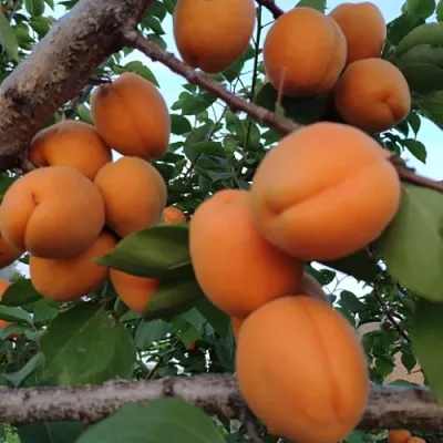 Абрикос ГОЛД РИЧ в Калининграде