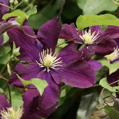 Клематис ГЕРОИ ВАРШАВЫ  Клематис ГЕРОИ ВАРШАВЫ в Калининграде