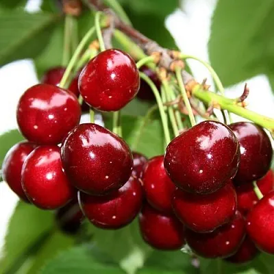 Черешня МИНЧАНКА в Калининграде