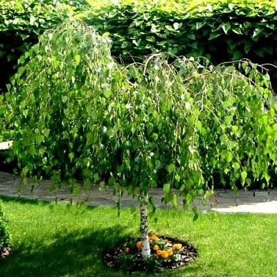 Береза в Калининграде