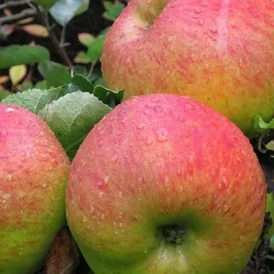 Яблоня ЯБЛОЧНЫЙ СПАС  Яблоня ЯБЛОЧНЫЙ СПАС в Калининграде