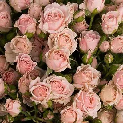 Саженцы роз ОДИЛЛИЯ спрей  Саженцы роз ОДИЛЛИЯ спрей в Калининграде