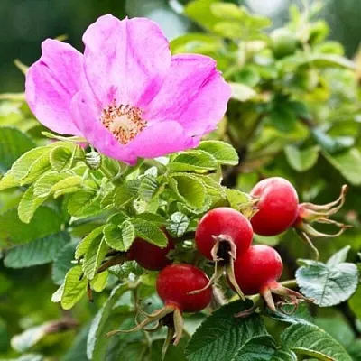 Шиповник  в Калининграде