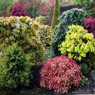 Декоративные растения в Калининграде