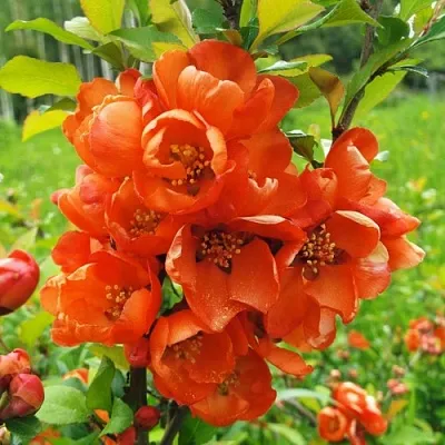 Айва японская Айва японская в Калининграде