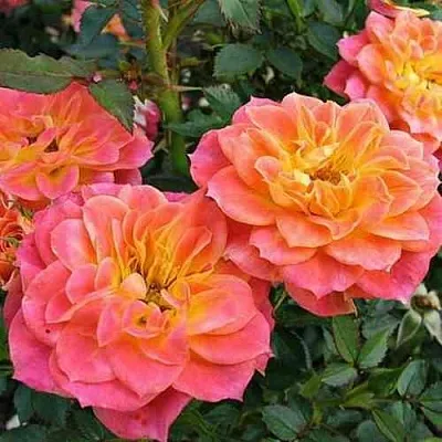 Саженцы роз МАНДАРИН миниатюрная в Калининграде