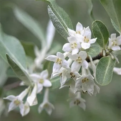 ЛОХ СЕРЕБРИСТЫЙ  ЛОХ СЕРЕБРИСТЫЙ в Калининграде