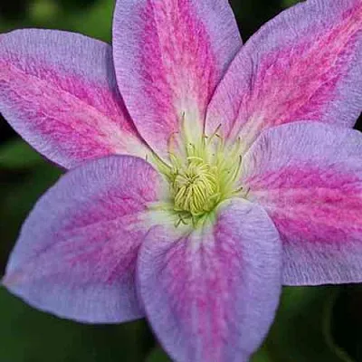 Клематис ЧЕЙНДЖ ОФ ХАРТ  Клематис ЧЕЙНДЖ ОФ ХАРТ в Калининграде