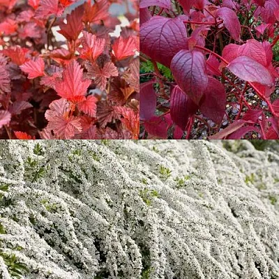 Комплект ЖИВАЯ ИЗГОРОДЬ в Калининграде