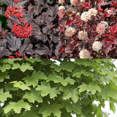 Комплект ОСЕННИЙ КОСТЕР в Калининграде