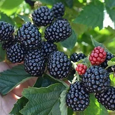 Ежевика ПОЛАР бесшипная в Калининграде