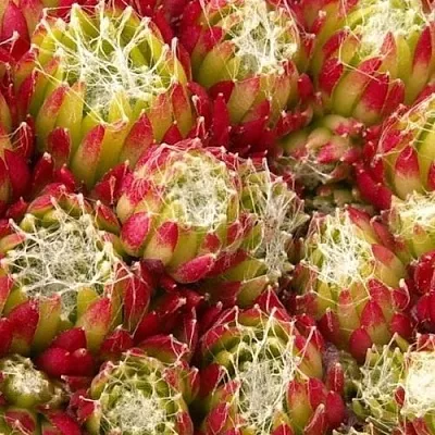 Молодило ХУКЕРА в Калининграде