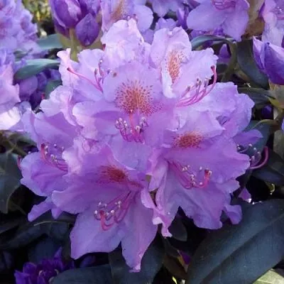 Рододендрон  Рододендрон в Калининграде