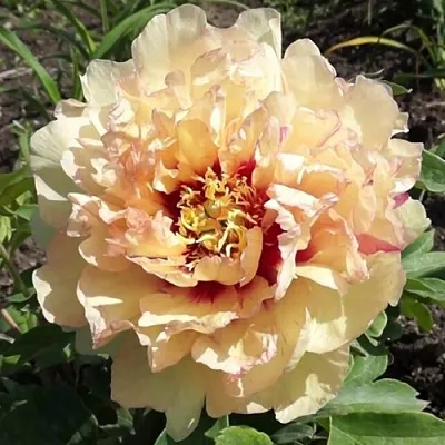 Пион КЕНАРИ БРИЛЛИАНТС ито-гибрид  Пион КЕНАРИ БРИЛЛИАНТС ито-гибрид в Калининграде