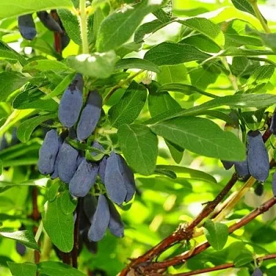 Жимолость съедобная ЛЕБЁДУШКА в Калининграде