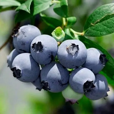 Голубика СИЕРРА  Голубика СИЕРРА в Калининграде