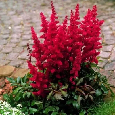 Астильба ГЛАТ Арендса — описание сорта Астильба ГЛАТ Арендса в Калининграде