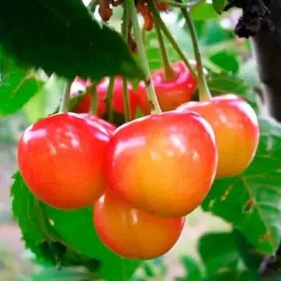 Черешня ДОНЧАНКА в Калининграде