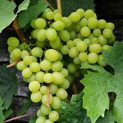 Виноград АЛЕШЕНЬКИН  Виноград АЛЕШЕНЬКИН в Калининграде