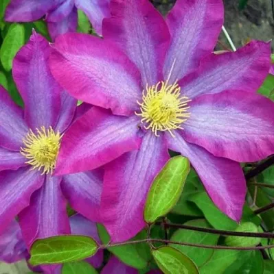 Клематис КАКИО  Клематис КАКИО в Калининграде