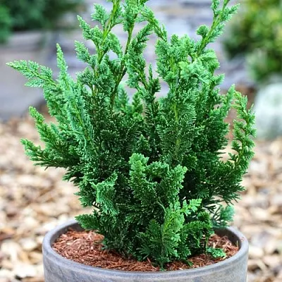 Кипарисовик ВИСЕЛЛИ лавсона  Кипарисовик ВИСЕЛЛИ лавсона в Калининграде