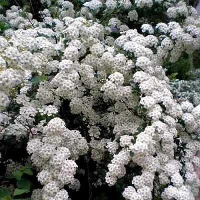 Спирея ВАНГУТТА  Спирея ВАНГУТТА в Калининграде