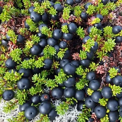 саженцы водяники