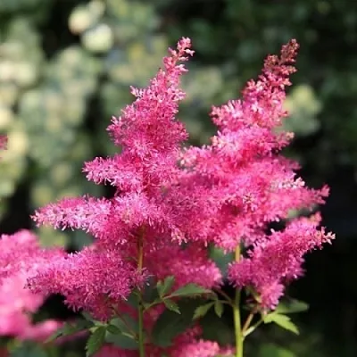 Астильба САННИ ДЕЙ гибридная в Калининграде