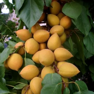 Абрикос МАНИТОБА — описание сорта Абрикос МАНИТОБА в Калининграде