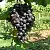 Виноград ВОСТОРГ ЧЕРНЫЙ в Калининграде