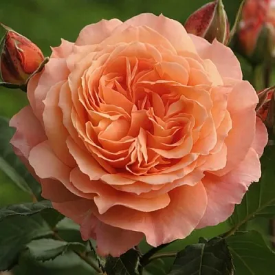 Саженцы роз БЕЛЬВЕДЕР шраб  Саженцы роз БЕЛЬВЕДЕР шраб в Калининграде