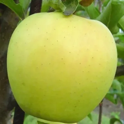 Яблоня ГОЛДЕН ДЕЛИШЕС — описание сорта Яблоня ГОЛДЕН ДЕЛИШЕС в Калининграде