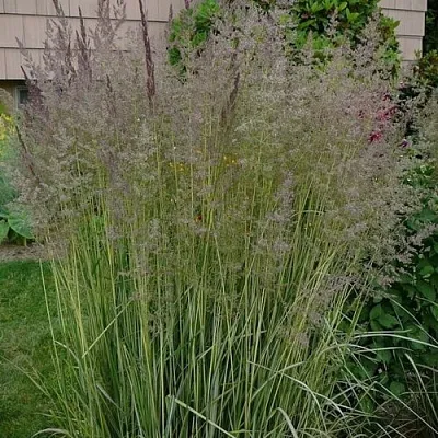 Вейник АВАЛАНШ остроцветковый  Вейник АВАЛАНШ остроцветковый в Калининграде