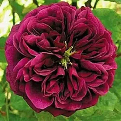 Саженцы роз ЗЕ ПРИНЦ английская  Саженцы роз ЗЕ ПРИНЦ английская в Калининграде