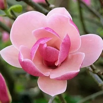 Магнолия РУСТИКА РУМБА  Магнолия РУСТИКА РУМБА в Калининграде